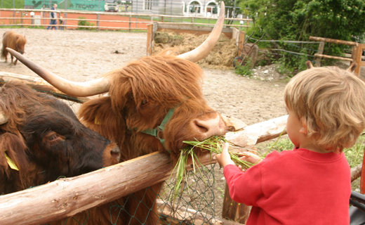 tiere-fuettern-auf-der-Ranc.jpg